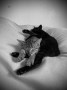 Katzenkinder (4)